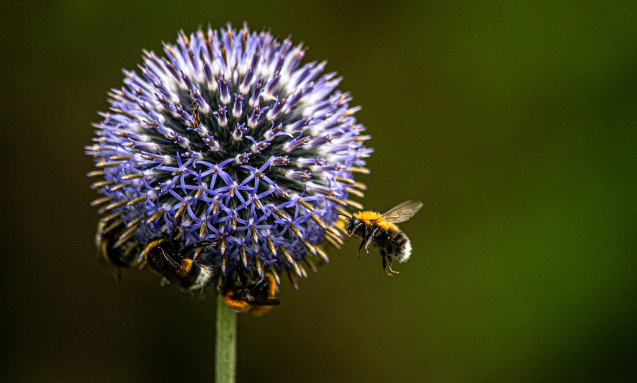 Weltbienentag Wildbienen