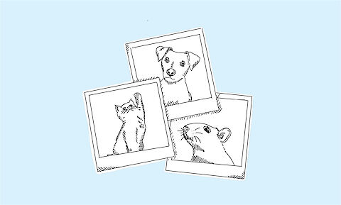 Social Media Stuff – Aktionstage im Juli: Das haben wir diesmal im Gepäck: Den Tag des Haustierfotos, den 75. Geburtstag der FSK oder auch den Beginn des Sommerlochs.